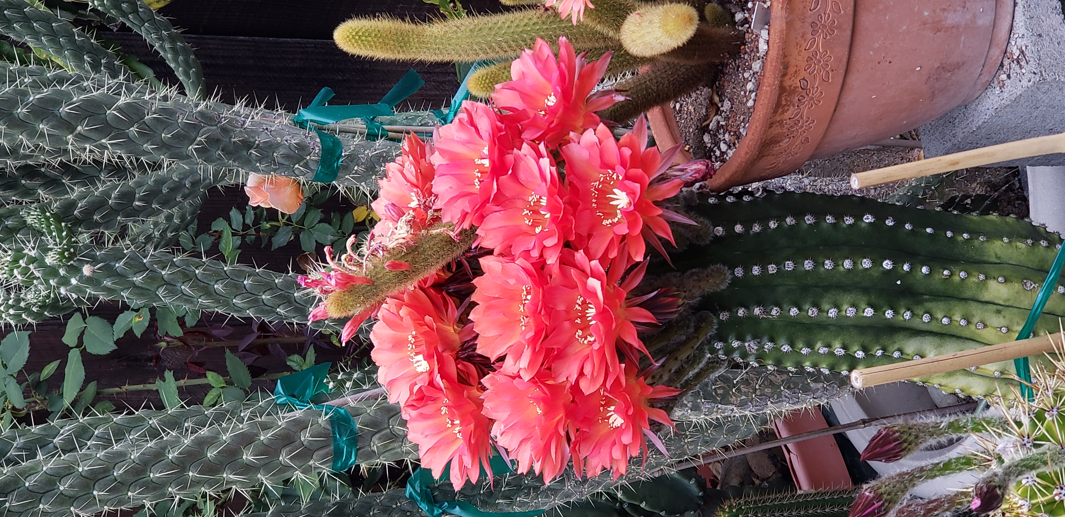 Blooming graft