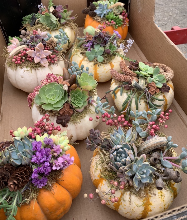 An assortment of small pumpkins with succulents implanted