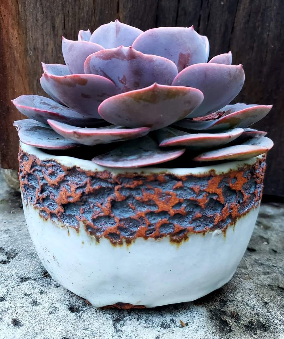 A pot paired with a matching xeric plant