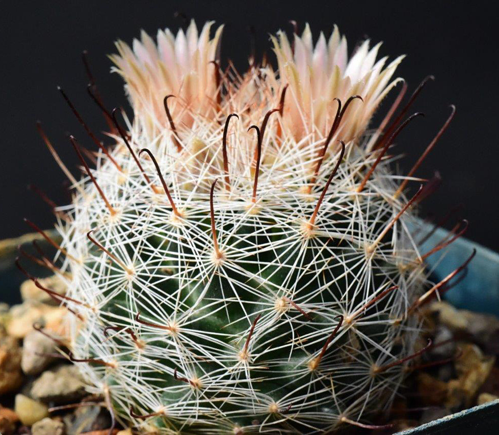 Cactus Courier - 2/2/2020