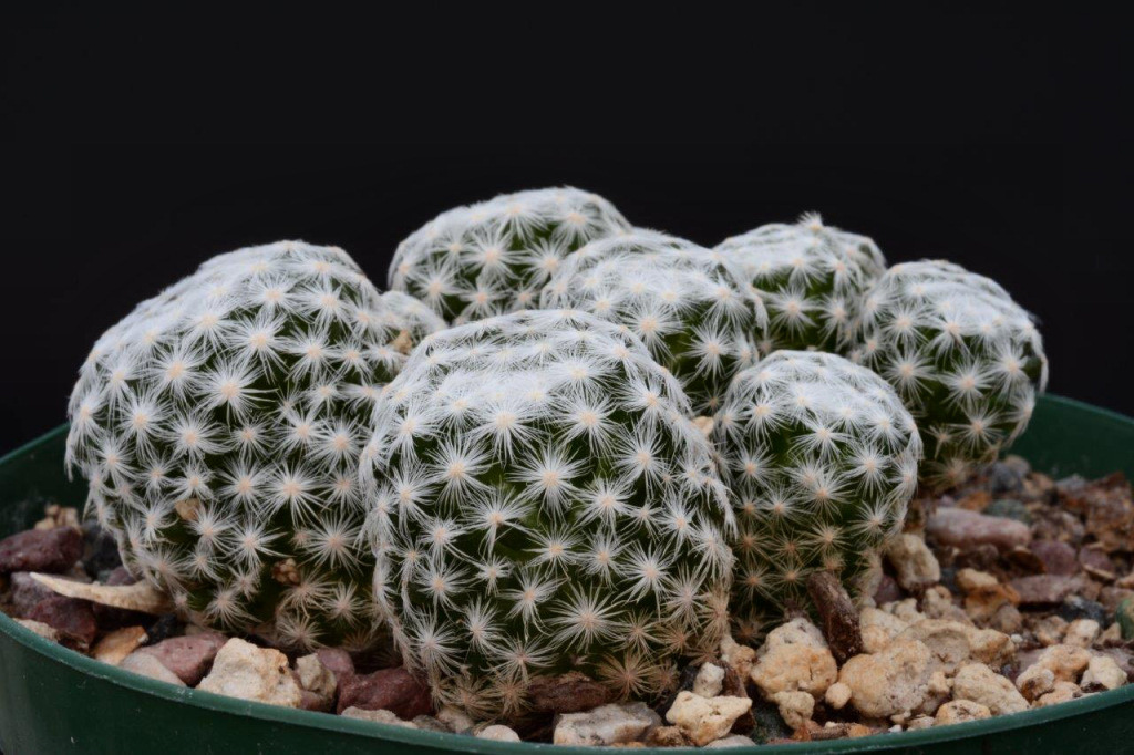 Cactus Courier - 4/5/2020